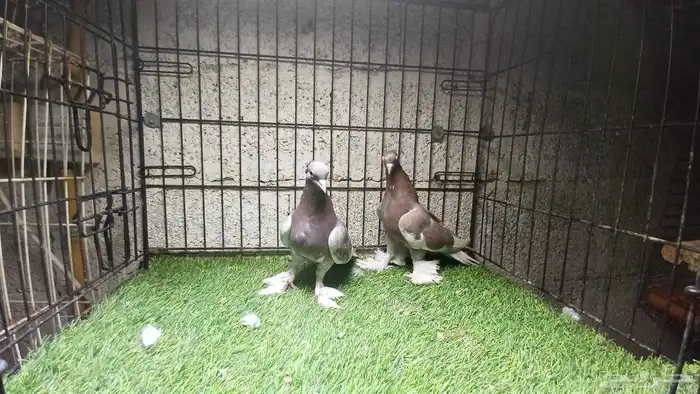 صنعاوي ازواج 6