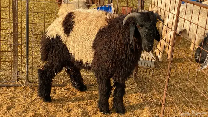 خروف نعيمي جذع 2