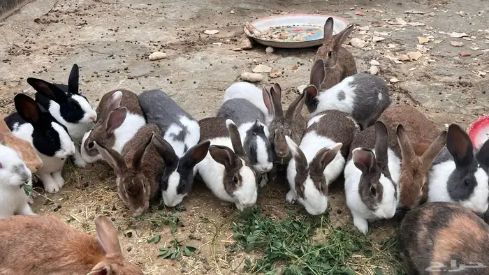 ارانب بلدي وفرنسي 1