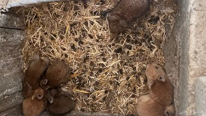 ارانب بلدي وفرنسي 10