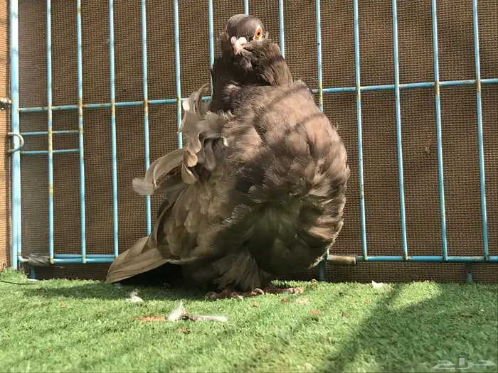 حمام للبيع 5