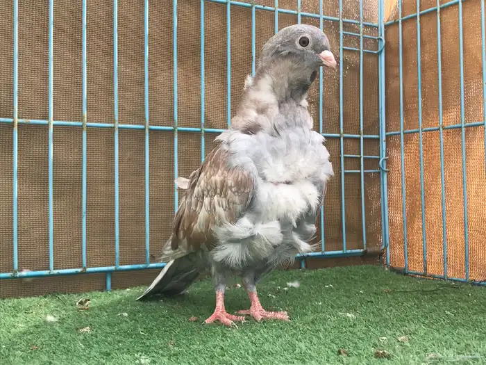 حمام للبيع 10