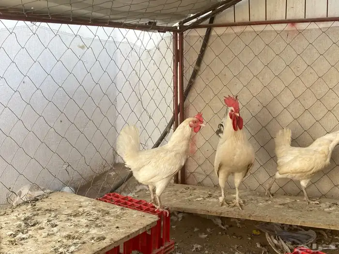 ديك ودجاجه ابيض صك وشبك 1