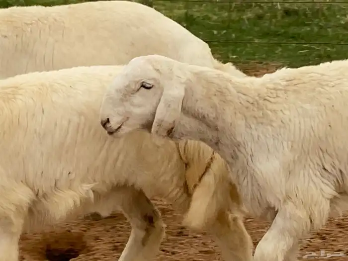 جذعات مقاني 0