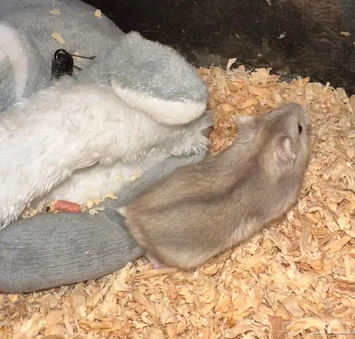 هامستر ونتر النادر 8