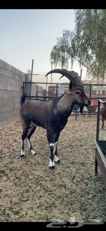 ولد وعل نجدي حر 0