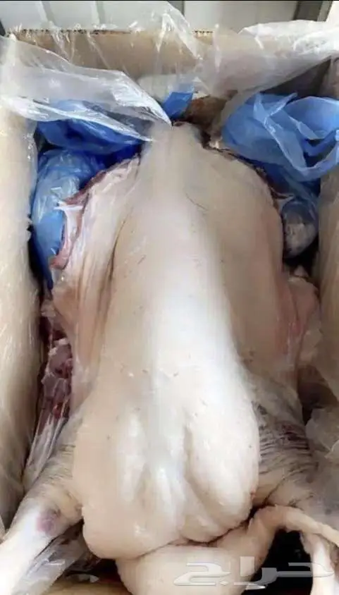 ذبائح للبيع معا السلخ والتوصيل 4