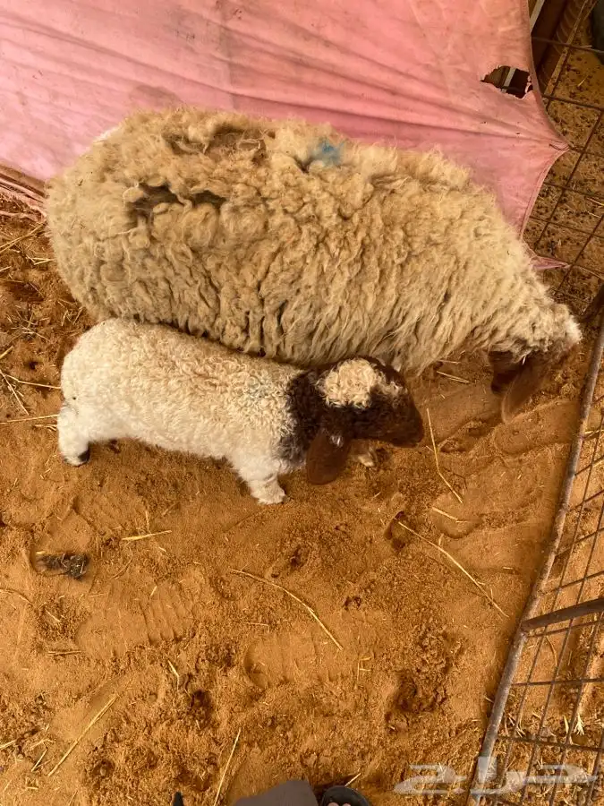 شاه نعيميه والد 2