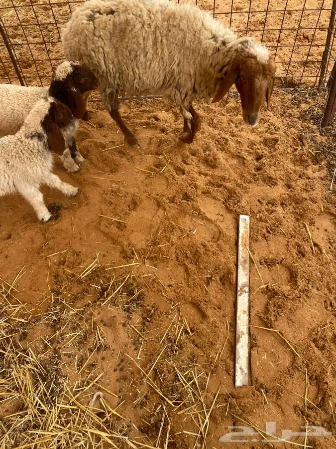 شاه نعيميه والد 0