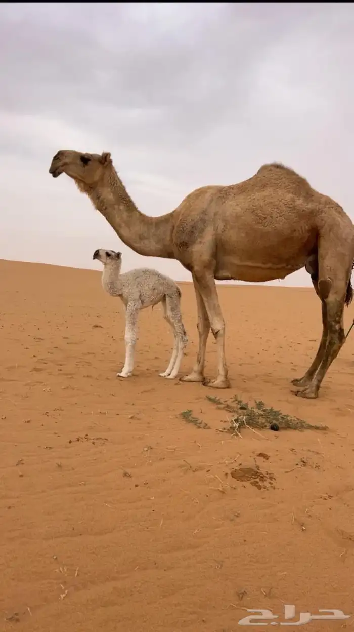 خلفه منتج وراهيه وهديه معها بكره فرديه 1