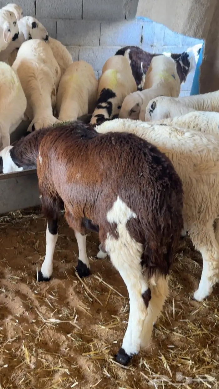 سواكني جذعان طيبه ظهر فل 2