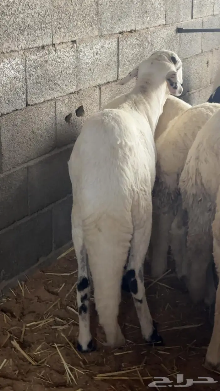 سواكني جذعان طيبه ظهر فل 1