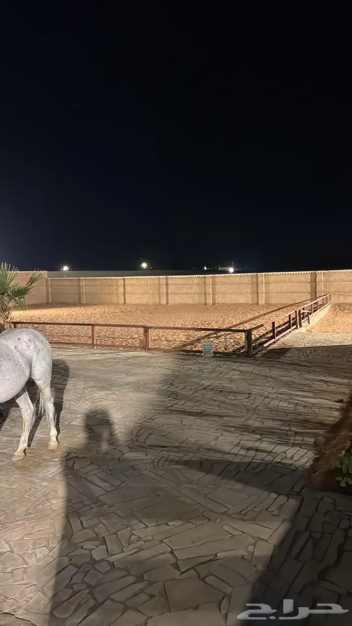 مربط الناصية للخيل العربية الأصيلة 3