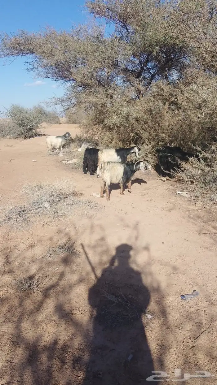 معزا دفيع ولدالعد 34 4