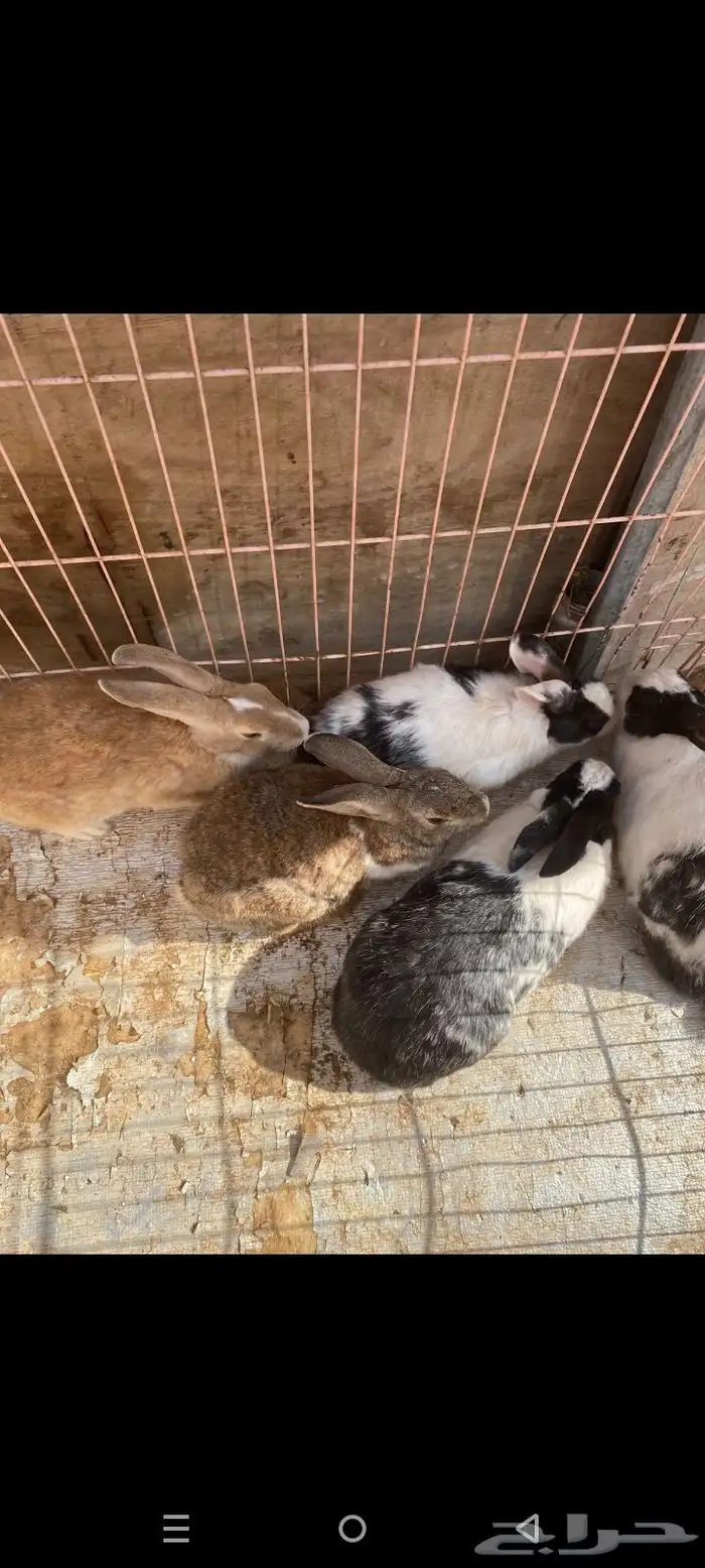 للبيع ارانب 13