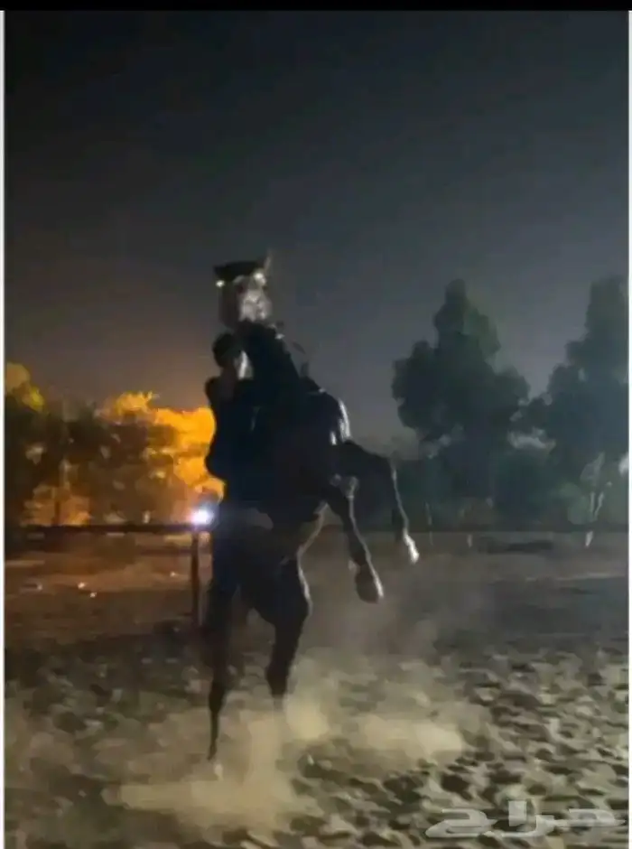 خيل 1