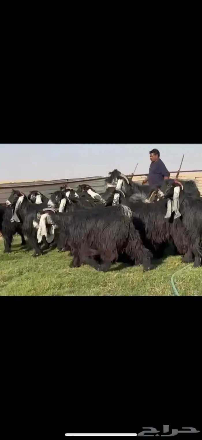 معزا فاخرة خصم دفيع 3