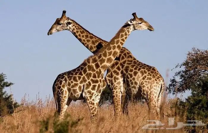 تذاكر حديقة الحيوان من الاربعاء الى السبت 0