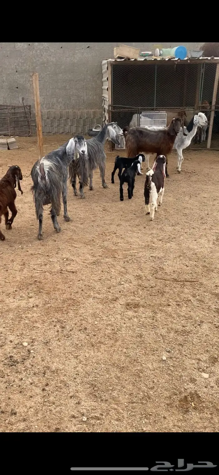 معزا مطافيل شرط سن وديد وروم 4 7