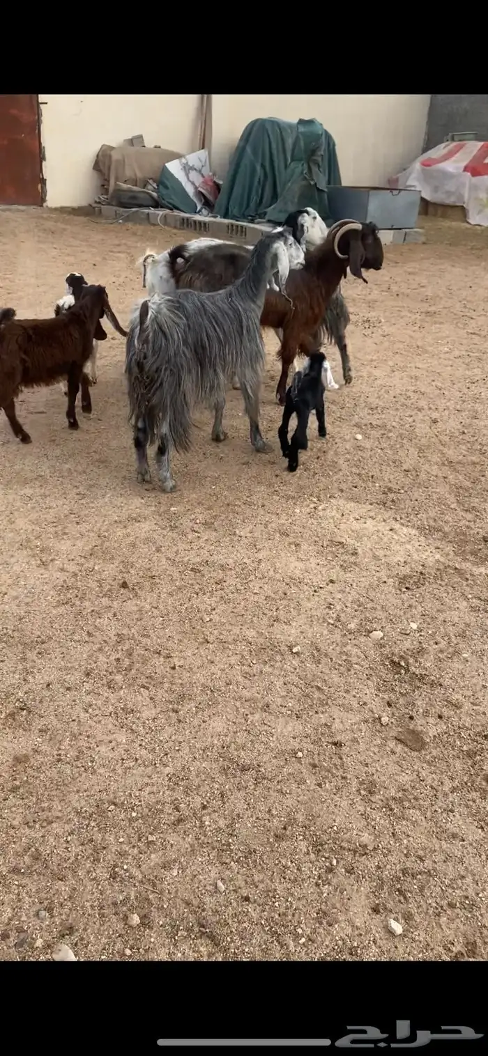 معزا مطافيل شرط سن وديد وروم 4 6