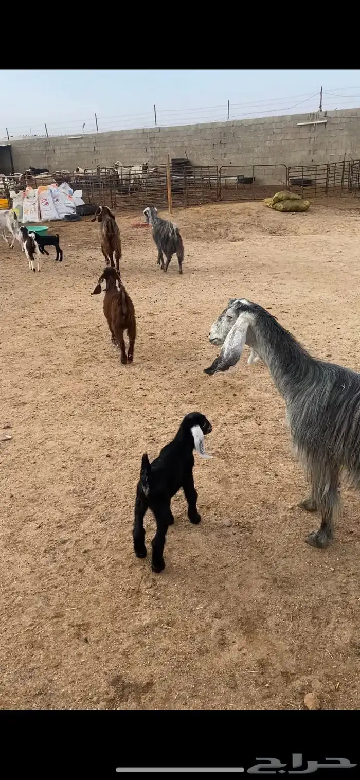 معزا مطافيل شرط سن وديد وروم 4 0