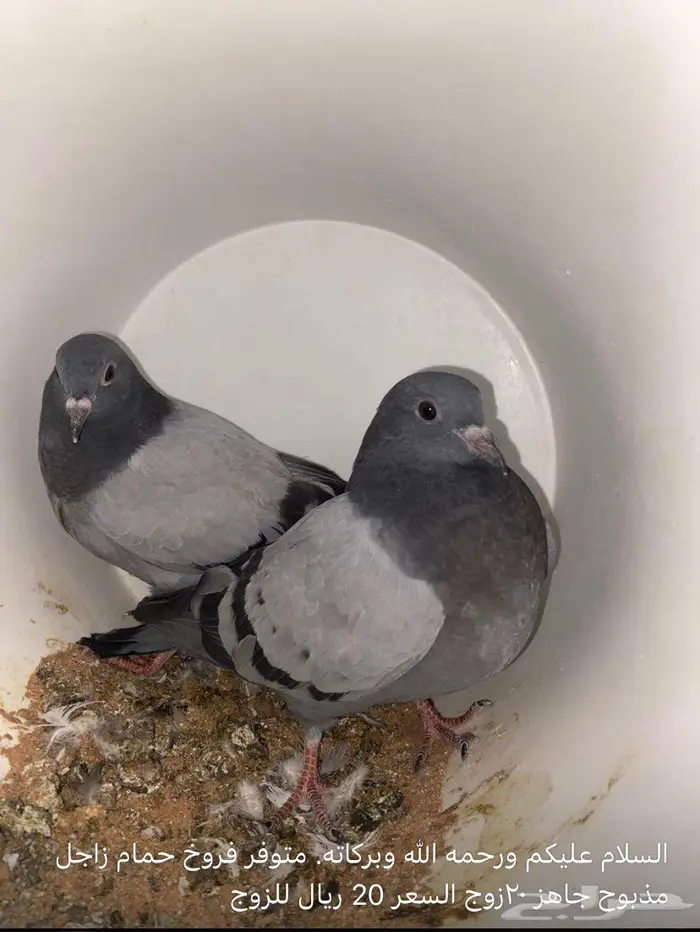 حمام فروخ زاجل مذبوح جاهز 0