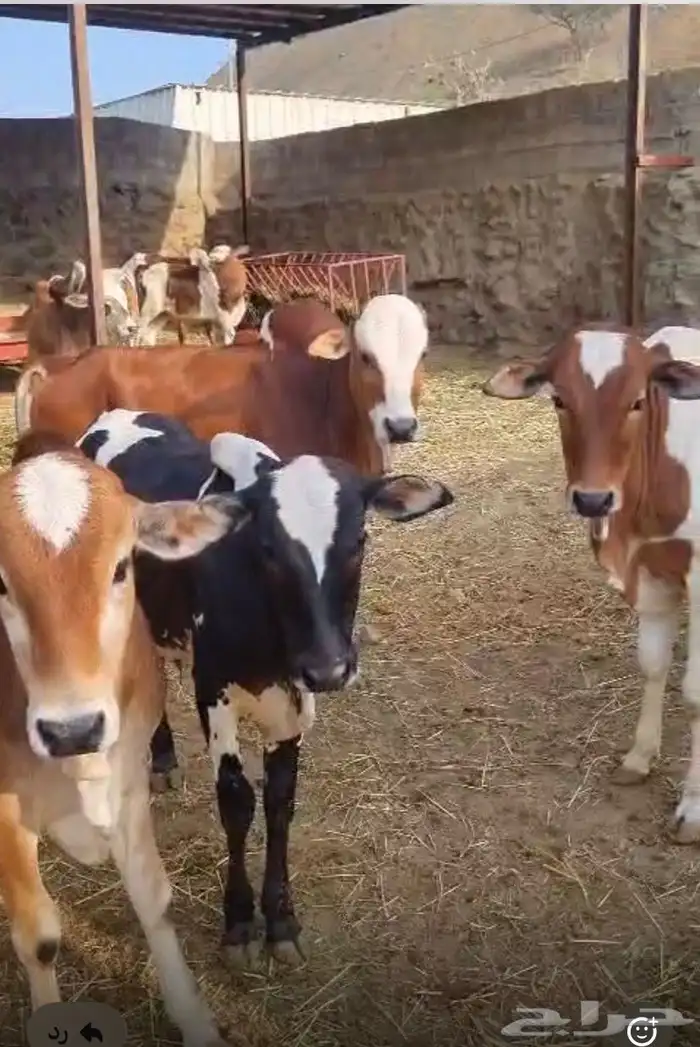 حسلان العدد 12 0