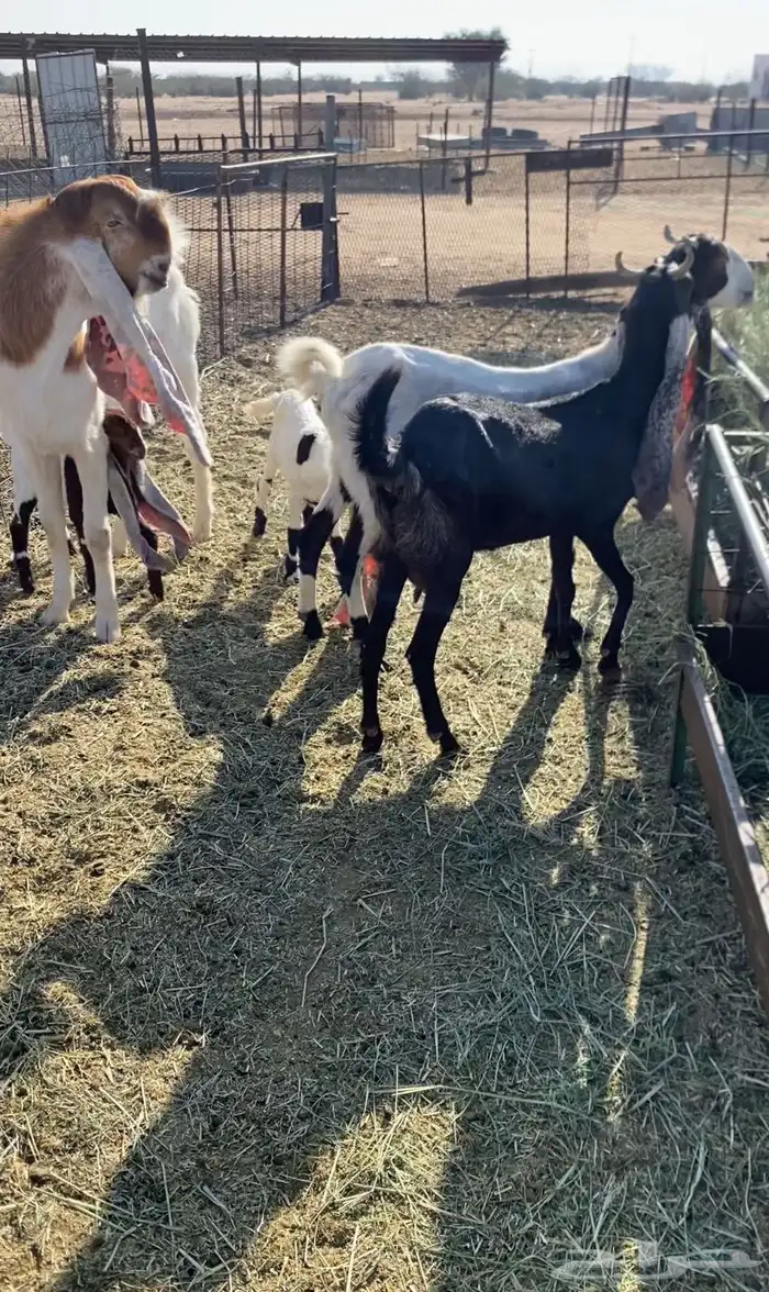 جفرتين خلفت والفحل الثالث كلها ثنايا تحتها تيس وجفره الموقع 0