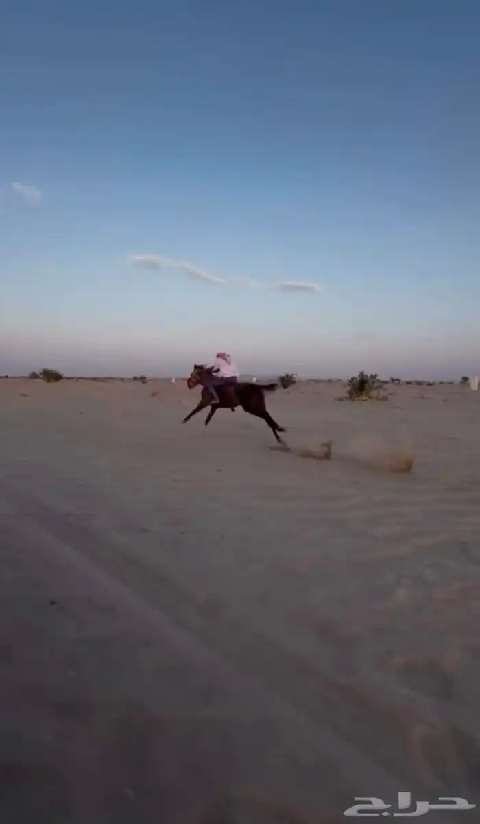 حصان كفو الكفو 2