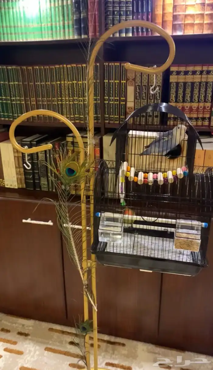 زوج روز للبيع 1