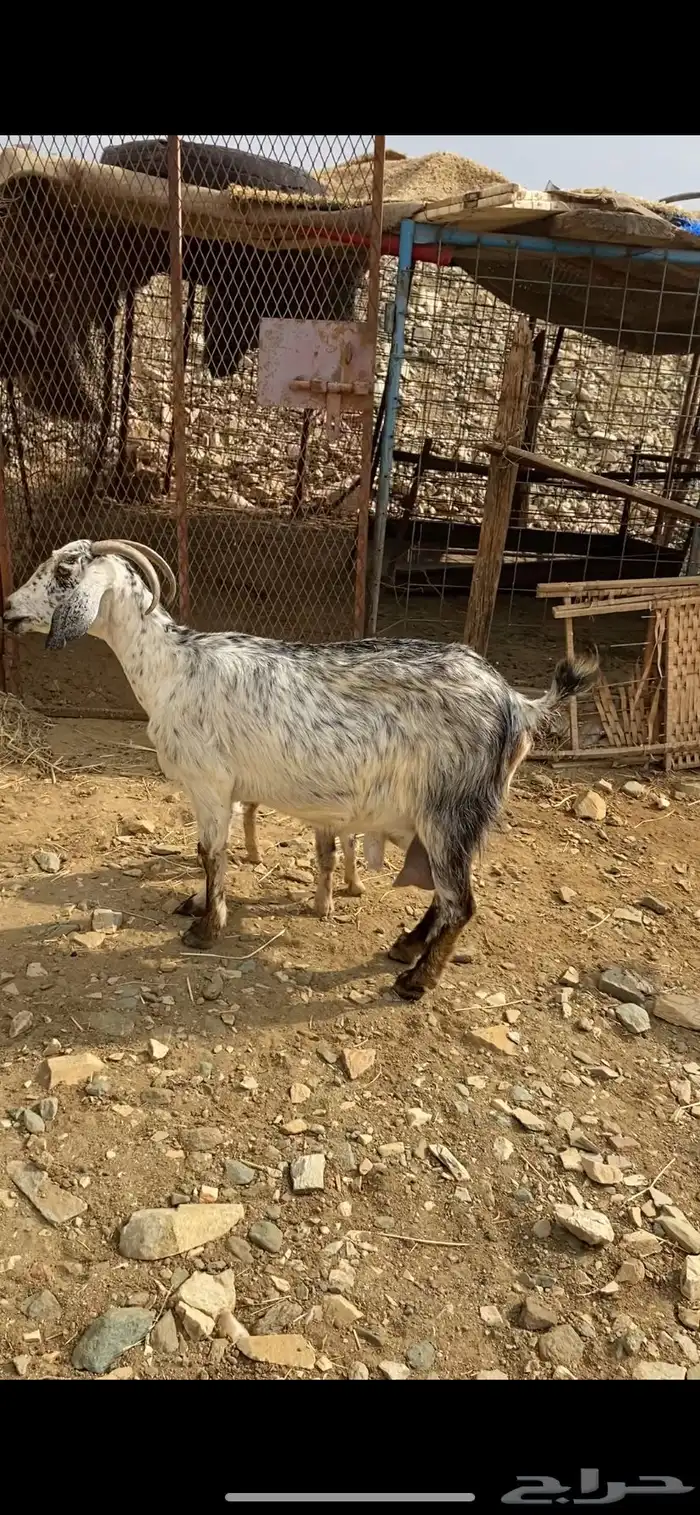 معزا خلفات 2