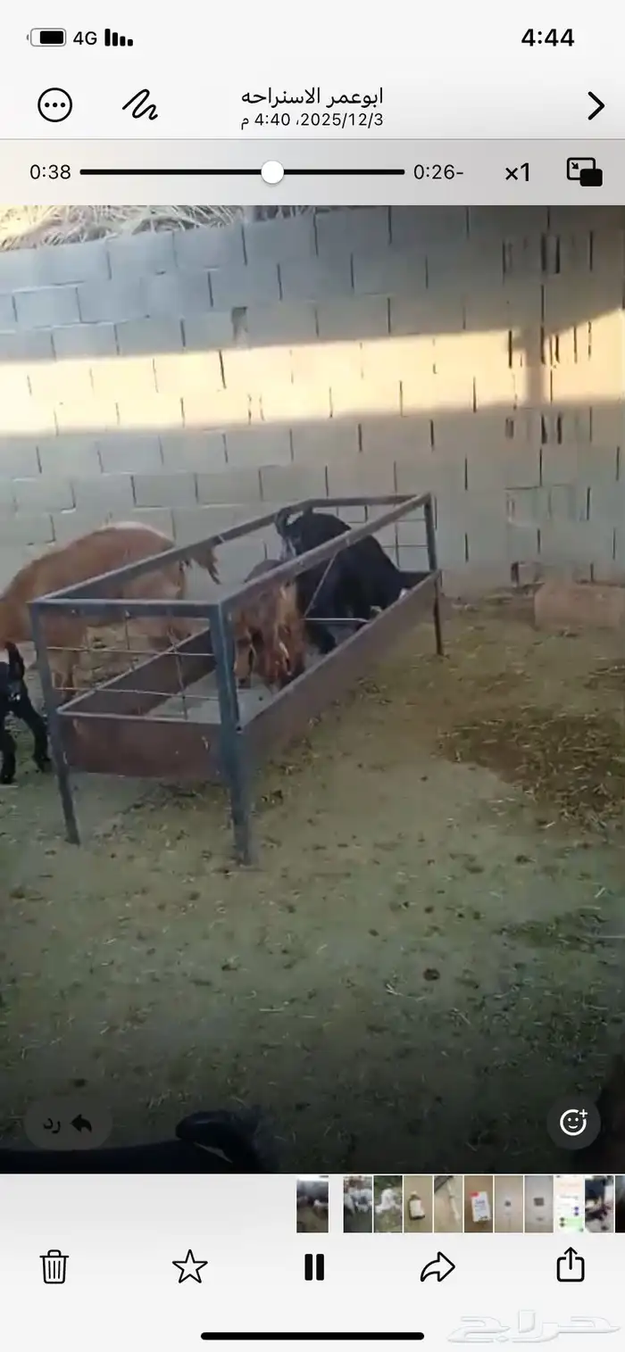 معزي ولد للبيع 8