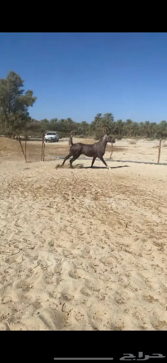 حصان كفو الكفو 4