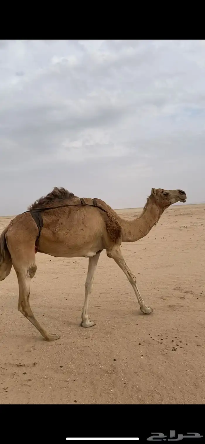 لبيع ناقه فاطر كبيره ف السن 1