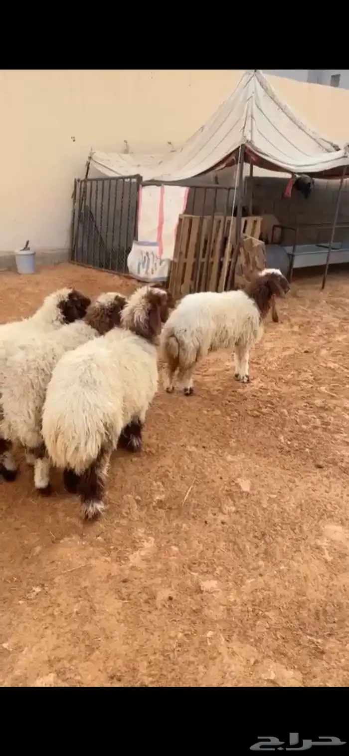 رخال نعيم الرياض حي الشفاء أي مكان نوصل جمله تفريد باقي 4 2