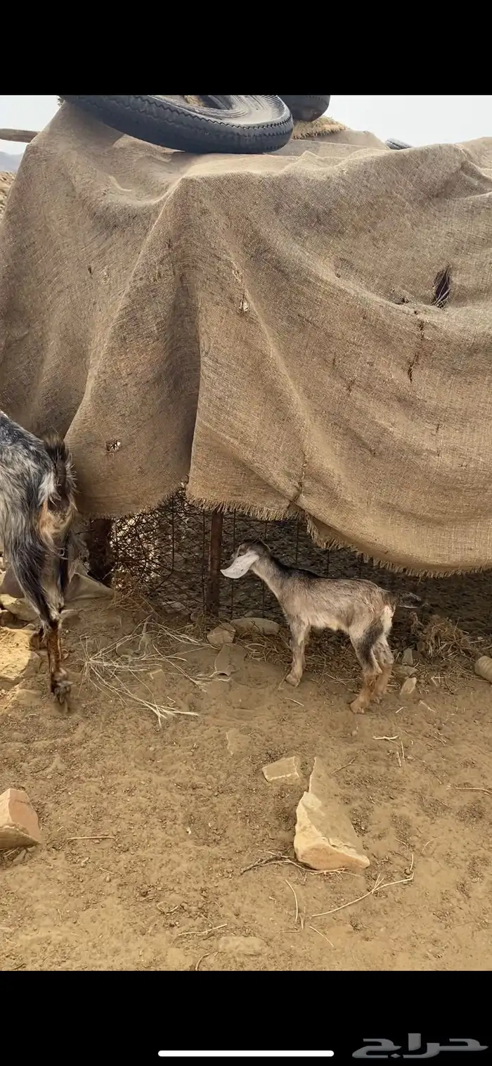 معزا خلفات 3