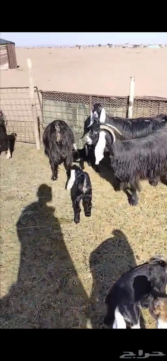 معزا طيبه 7 حدره 12( تم البيع خارج الموقع ) الله يبارك للجمع 5