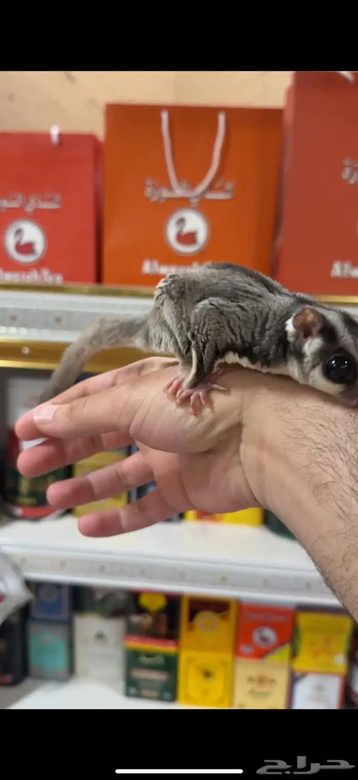 السنجاب الطائر  الشوقر قلايدر أليف ذكر 3