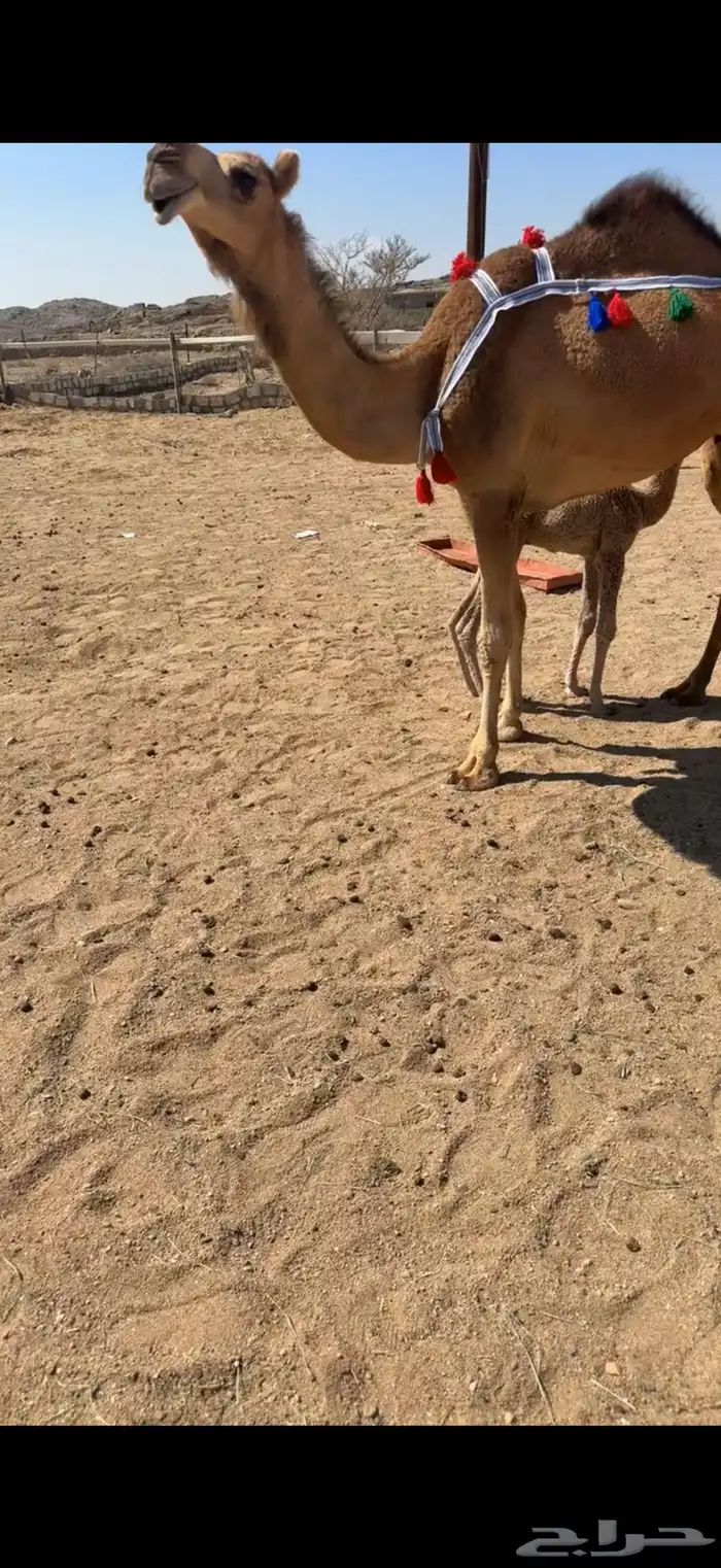 للبيع خلفتين اباكير 0