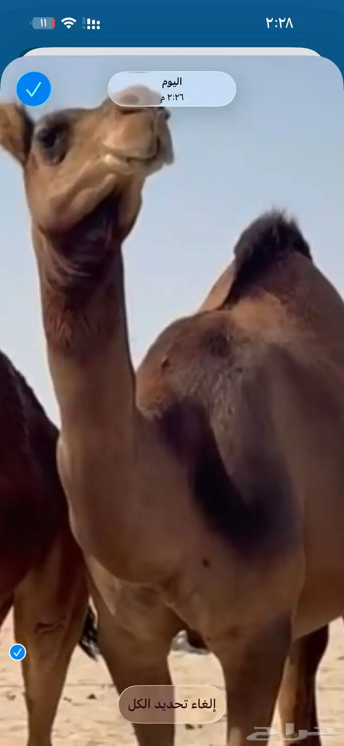 مطلوب ناقه ضراب مبيوع ولده 0