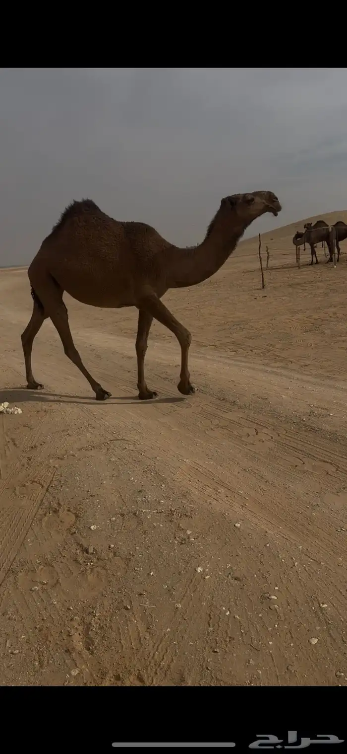 لقيه فاخره على البرنس 6