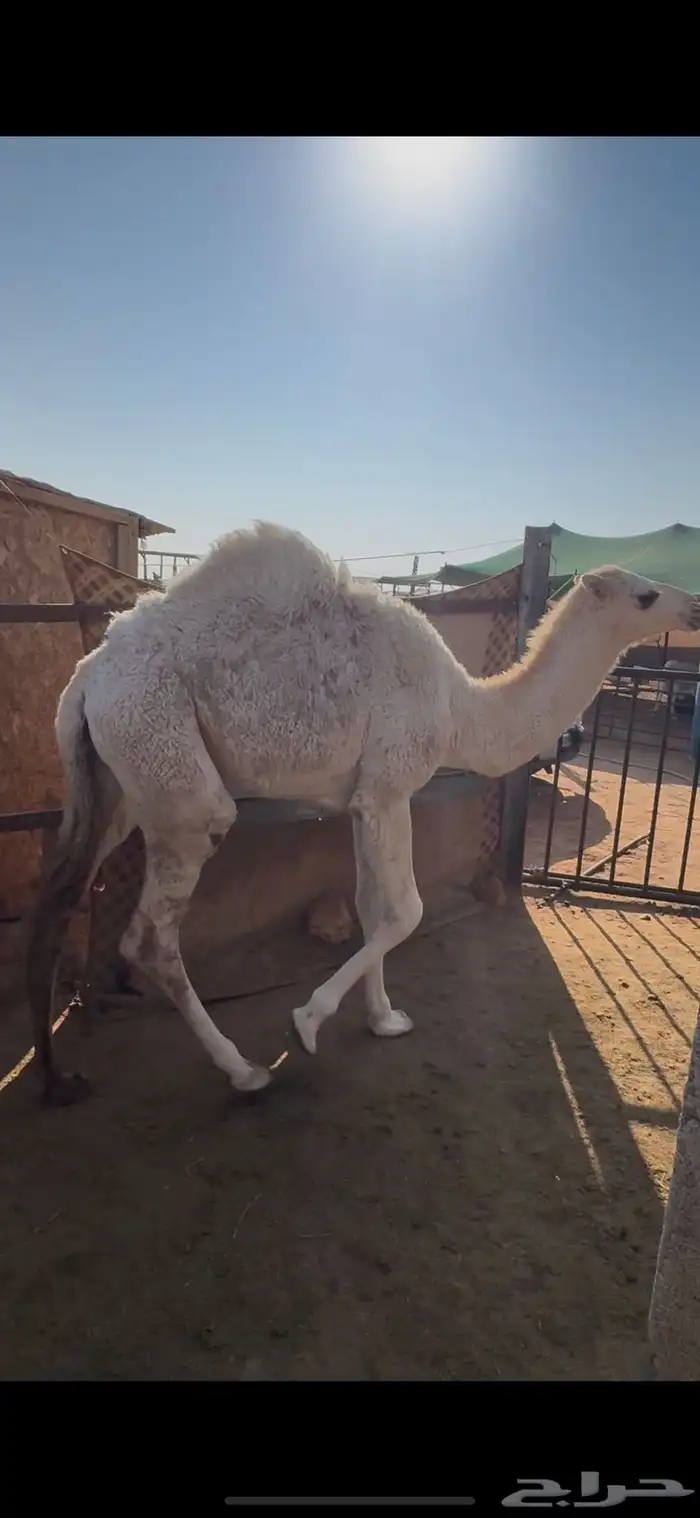 بكره للبيع 0