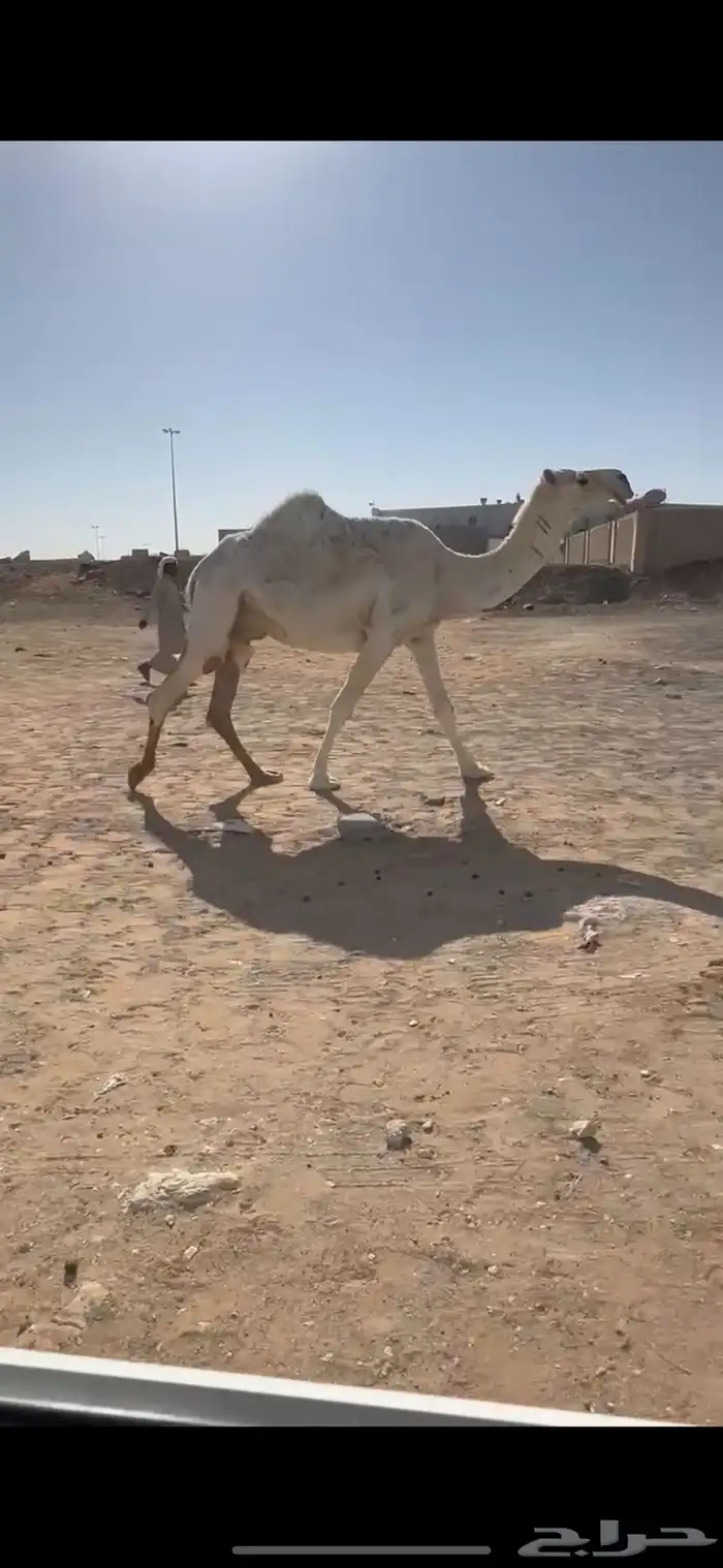 لقحه وضحا ملاقي 0