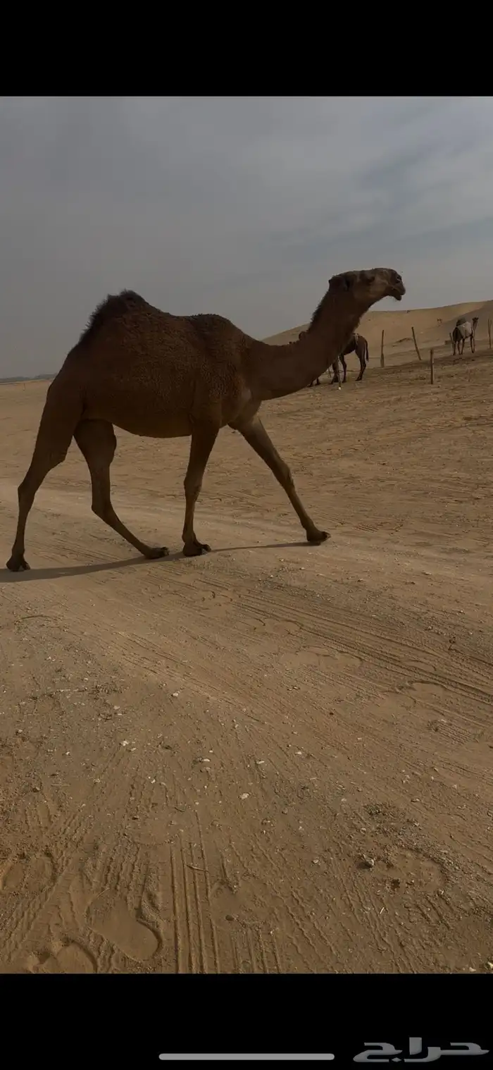 لقيه فاخره على البرنس 4