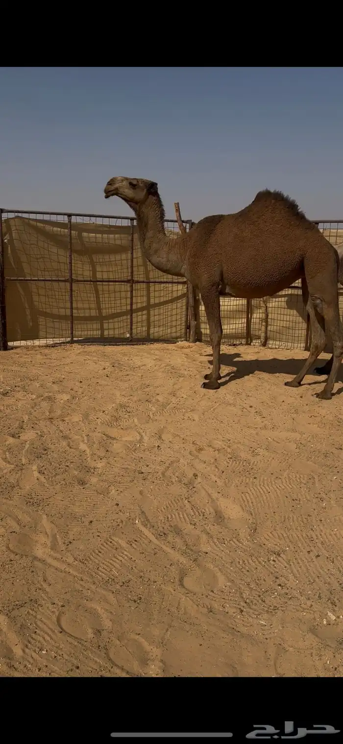 لقيه فاخره على البرنس 2