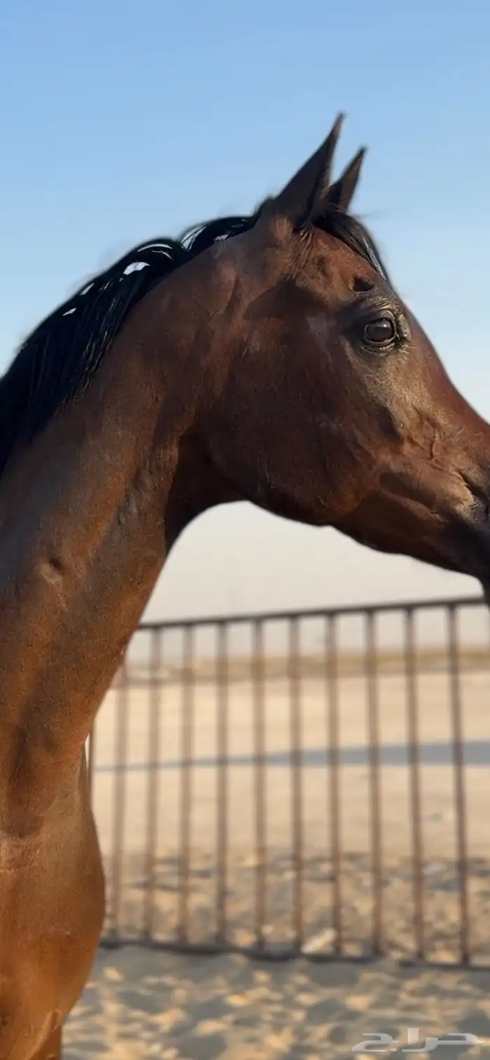 بنت غزال الشقب فاخرهه البيع سمح باذن الله 5