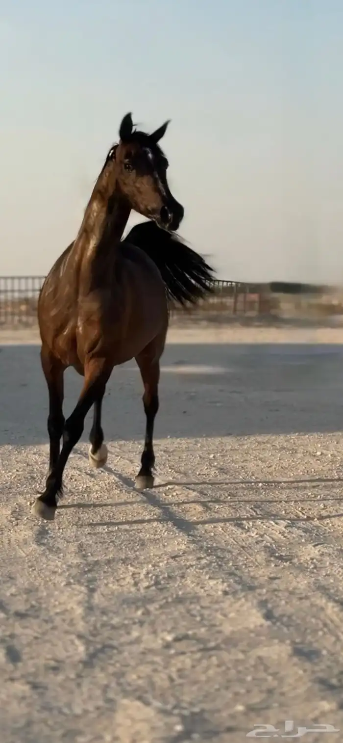 بنت غزال الشقب فاخرهه البيع سمح باذن الله 3