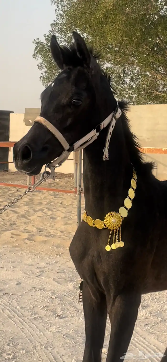 مهره واهو الام معروفه والاب معروف حفيدة غزال الشقب 2