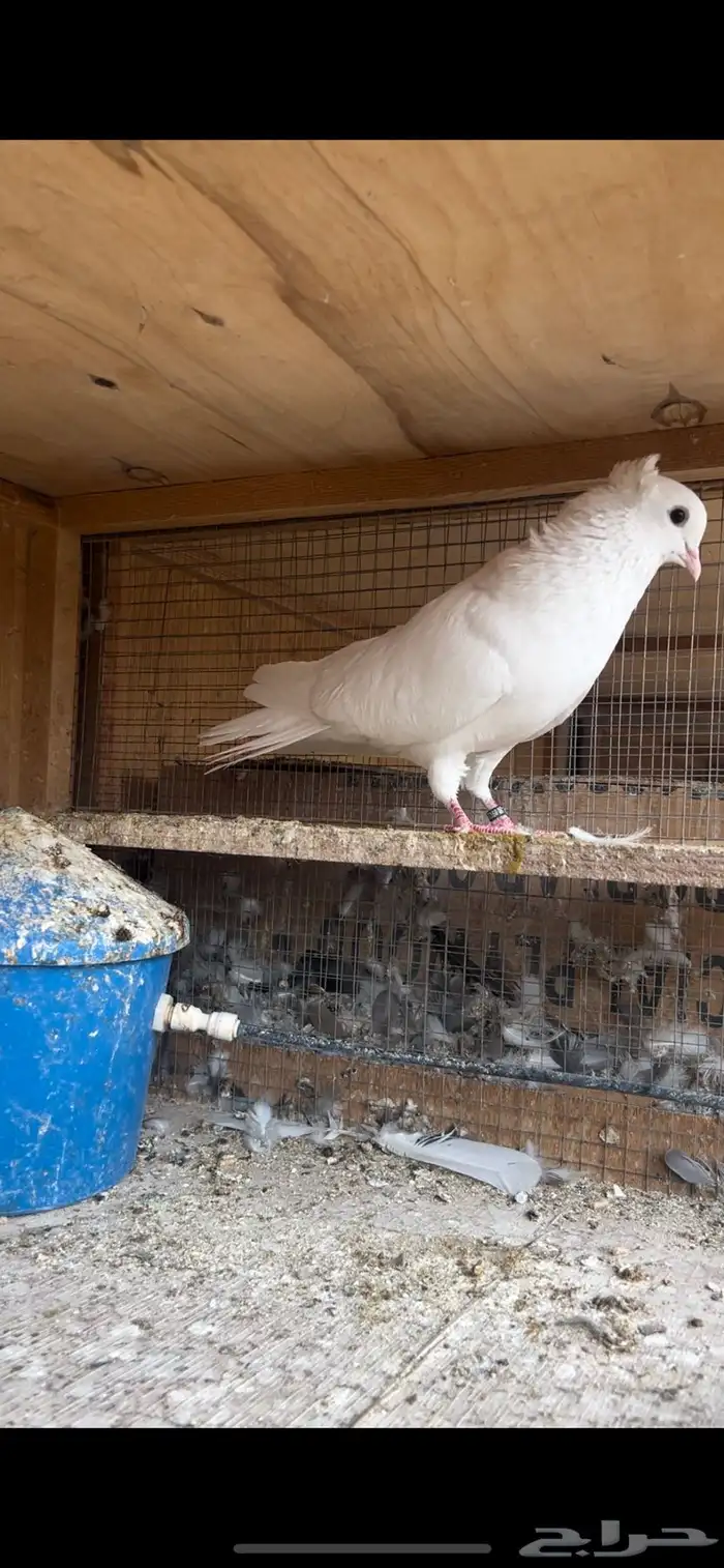 حمام قطيفي للبيع 2