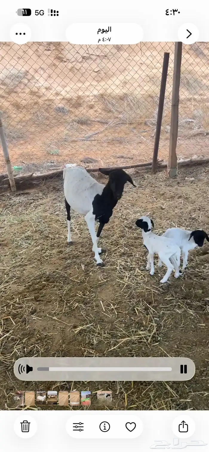 للبيع غنم نعيم و هجين 6